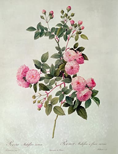 Rosa Multiflora Carnea poster toile Redouté | Impression d'art haut de gamme 50 x 70 cm