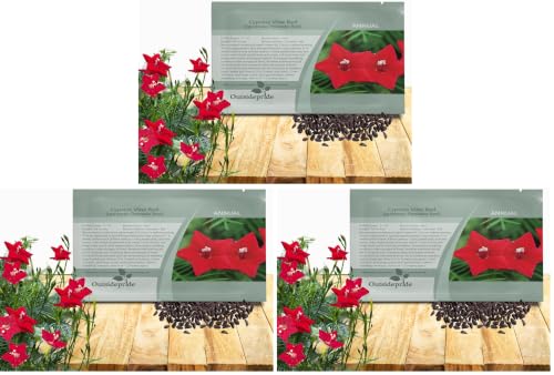 Image of Outsidepride Red Cypress Vine Seeds - 200 Pcs Annual Flower Seeds with Nectar-Rich, Star-Shaped Flowers & Feathery, Fern-Like Leaves for Fences, Trellises, Pergolas & Vertical Gardens (Pack of 3)
