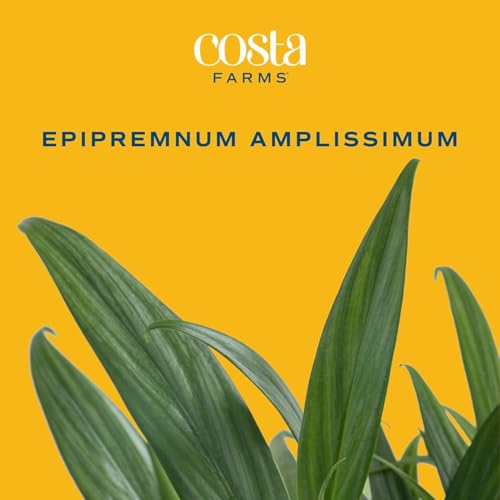 Image of Costa Farms Silver Streak Pothos Live Plant in Self Watering Pot, Air Purifying Indoor Houseplant, Perfect for Home, Room, or Office Decor, Great House Warming or Birthday Gift, 10-16 Inches Tall