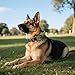 Ledeak Taktisches Hundehalsband mit Griff, Weich Gepolstert Verstellbares Hunde Halsband mit Robustem Adlerverschluss aus Metall, Polypropylen Tactical Dog Collar für Mittlere Große Hunde (Grün, L)