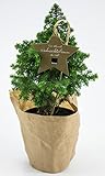 Weseler Kräuterparadies: Der Kleinste Weihnachtsbaum Der Welt, Tannenbaum Ca. 25cm Groß Inkl. Topf, Mit Wurzelballen!