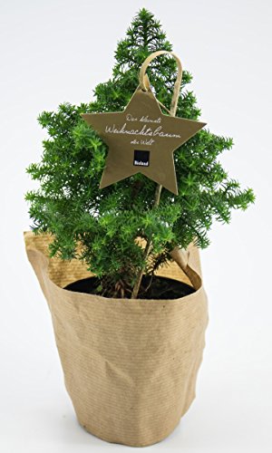 Weseler Kräuterparadies: Der Kleinste Weihnachtsbaum Der Welt, Tannenbaum Ca. 25cm Groß Inkl. Topf, Mit Wurzelballen!