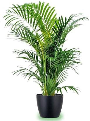 Grun Fresh Plant Cute Green Areca (Butterfly) - Home/Office Balcony Indoor Plant (B093WG9XLP) Amazon Price History, Amazon Price Tracker