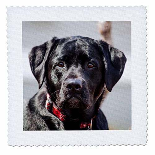 3dRose 10x10 inch Quilt Square, Black Lab Pet Dog Labrador Retriever Photo