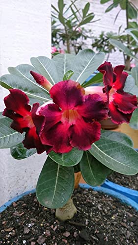 See full amazon price history chart for Radha Krishna Agriculture Adenium Flower Seeds Mix Colour Adenium Serene Rose, Adenium obesum, Flower Seeds For Home Garden (Pack of 20 Flower Seeds) Radha Krishna Agriculture Adenium Flower Seeds Mix Colour Adenium Serene Rose, Adenium obesum, Flower Seeds For Home Garden (Pack of 20 Flower Seeds) (B0952T9YBZ) Amazon Price History, Amazon Price Tracker