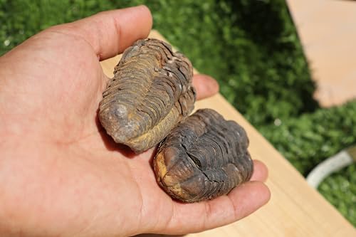 Image of 2PCS Calymene Trilobites Flexicalymene Ordovician Fossil for Kids Trilobite Fossil Trilobites A11