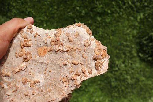 Image of Ammonites & Gastropods Plate Cretaceous Fossils Fossils from Morocco Fossil Rock ammonites Fossil from Morocco A207