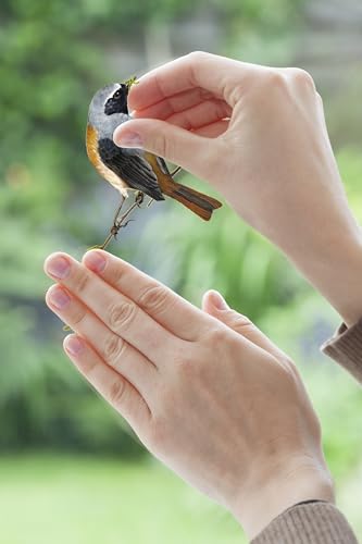 Komar Fenstersticker Vögel - Birds - 2 Bogen in der Größe 31 x 31 cm - Fensteraufkleber, Fensterdeko, Fensterfolie, Blaumeise, Kohlmeise, Rotkehlchen, Gartenvögel, gegen Vogelschlag