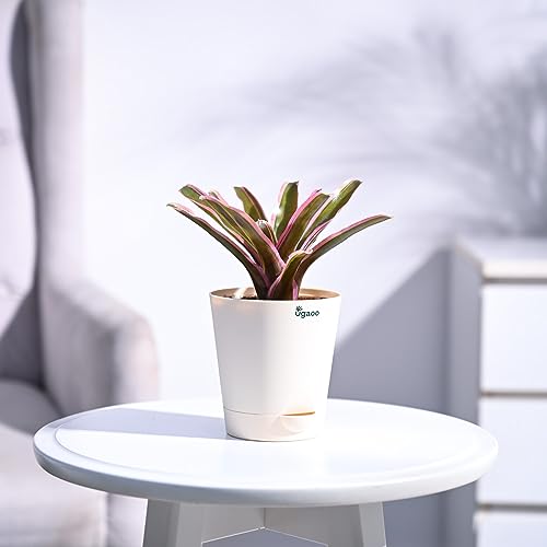 UGAOO Red Bromeliad Natural Live Indoor Plant with Pot - Small