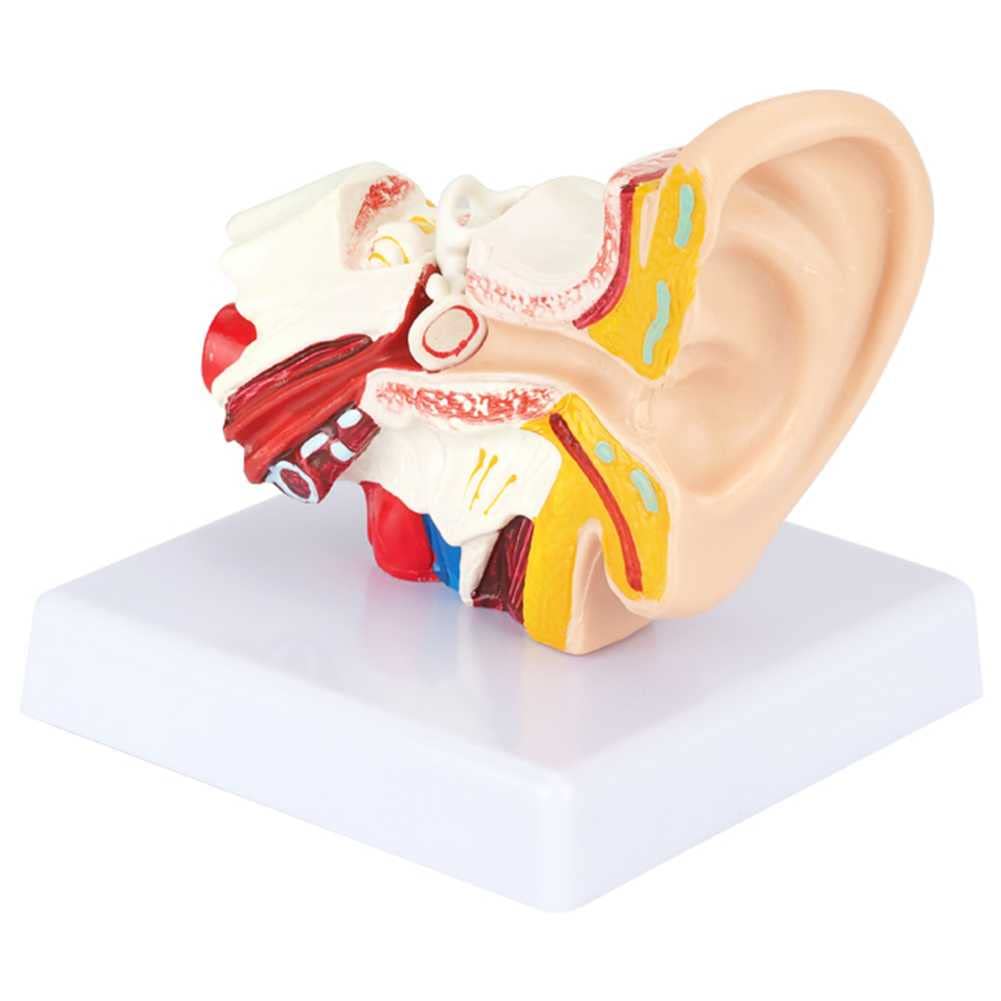 Modèle d'oreille en relief 3D de qualité supérieure pour institut