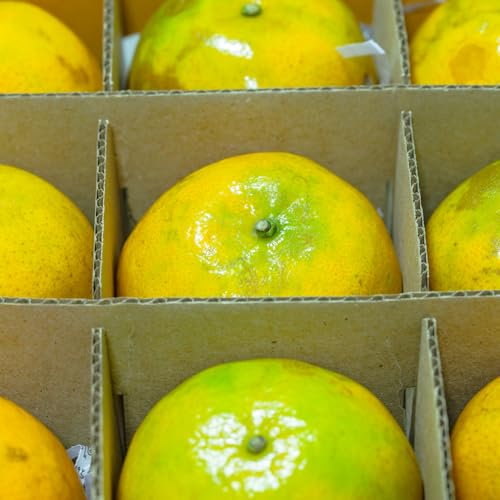 NUOBESTY 6Er Set Trennwände Aus Karton Für Umzugskartons – Kartontrennwände Für Verpackungen Und Glasgeschirr Für Sichere Lagerung Versand Und Umzug, 82x82x80mm