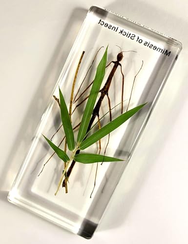Image of 5.5 inch Real Mimesis Stick Insect Phasmatodea Bug in Crystal Clear Lucite Resin Specimen Paperweight Preserved Animal Taxidermy Collection for Biology Science Education & Desk Ornament Display