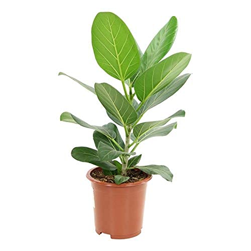 gross Live Banyan-Bargad Plant with Pot- Healthy Live Plant (B09B643WMM) Amazon Price History, Amazon Price Tracker
