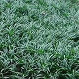 Pixies Gardens (18 Count Flat-3.5' Pots Ophiopogon Japonicus 'Nana' Dwarf Mondo Grass. (Ground Cover) Short Dark Green Foliage Tiny White Flowers Turn to Blue Berries in Fall