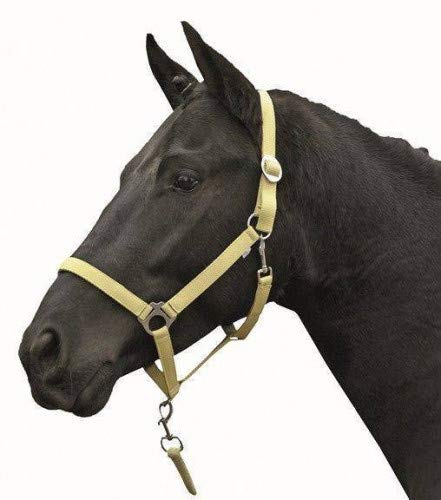 HKM Stars Funda Llow Vollblut para caballos de hípica en color azul