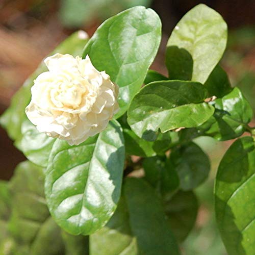 100Pcs Jasmine Flower Seeds Fragrant Home Garden Plant Seeds Wedding Party Decor - Flower Seeds Vegetable Seeds Fruit Seeds Garden Plant Seeds