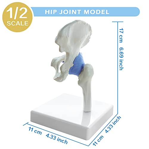 Image of EVOTECH SCIENTIFIC Mini Shoulder Knee Hip Elbow Joint Model Set, 1 /2 Life Size Human Joint Anatomy Replica Set of Shoulder Knee Hip & Elbow Joints for Medical Education Study Clinic Demonstration Tool
