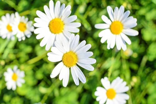 Shasta Daisy Plant – Classic White Blooms - Seedlings to Grow in Your Own Garden (1 Seedling)