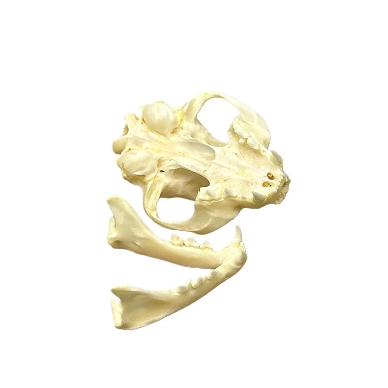 Taxidermy Real Animals Cat Skulls, Real Bones Specimen, Taxidermy Supplies for Science Education, Special Gift (1Psc Cat Skull)