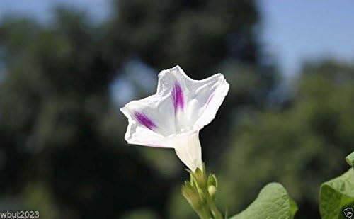 Miniatura 2 de Morning Glory Seeds - Shiva (Ipomoea Purpurea Shiva) 10 Semillas de FloresPERENNIAL