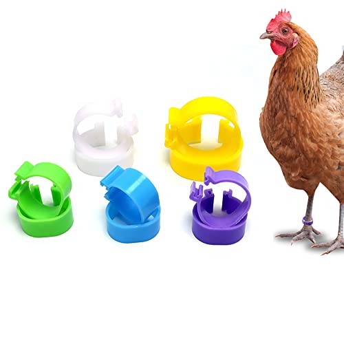 GSHLLO 100 peças de anéis de perna de galinha de plástico de 20 mm, faixas de tornozelo de aves de c