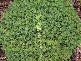 150 pezzi di sedum album foglie sempreverdi semi di piante scrop