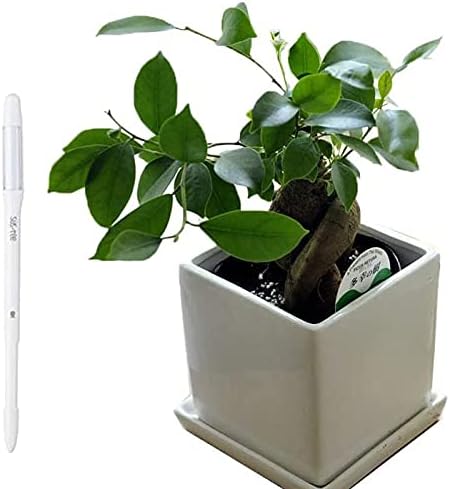 Amazon フラワーキッチン 観葉植物 ガジュマル 四角陶器 サスティー ホワイトm 植物水分計セット 人工観葉植物 オンライン通販