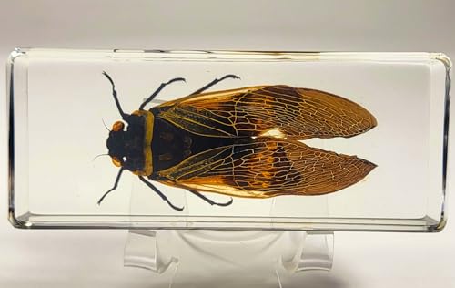 Image of 4.3 inch Real Giant Coconut Cicada in Crystal Clear Lucite Resin Paperweight Specimen Preserved Angamiana Floridula Taxidermy Collection for Biology Science Education & Desk Ornament Display Supplies