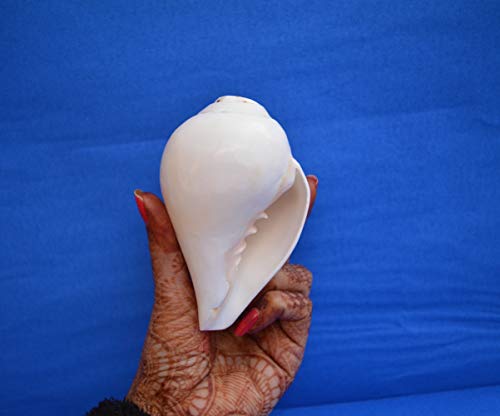 4"Inch Genuine Blowing Shankh (Vamavarti Bajne Wala) - Conch Shell - Loud & Big Vamavarti Blowing Dattatreya Shankh (White) ~ Shankha Conch Shell - Puja Ritual Shankhnaad Religious Sound #TOP5