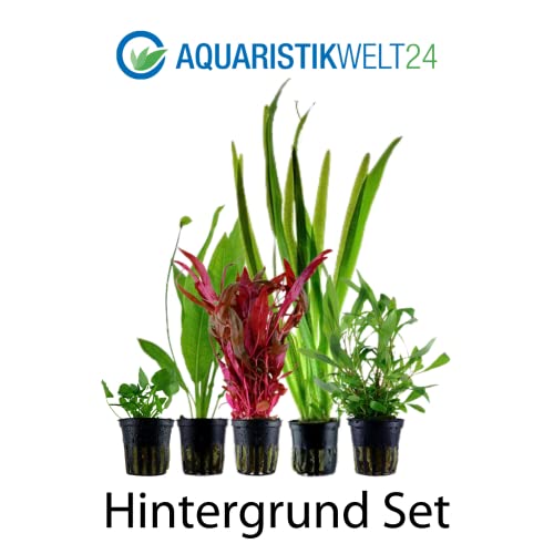 AquaOne Aquarium Pflanzen I 5X Wasserpflanzen I Hintergrund Aquarienpflanzen I Alternanthera Echinodorus Vallisneria Nymphoides Hygrophila I Set mit 5 Hintergrundpflanzen - Image 3