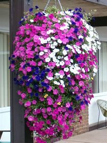 Creative Farmer Flower Seeds : Tall Phlox Mixed Plants Seeds For Balcony Garden [Home Garden Seeds Eco Pack] Plant Seeds (B078RG3388) Amazon Price History, Amazon Price Tracker