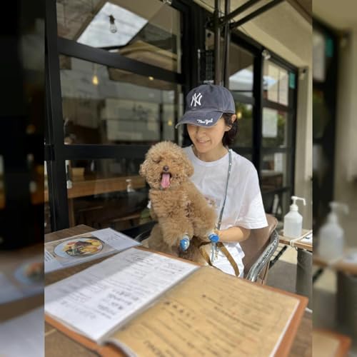 「テコとmapi」拡大版🐩愛犬と🐕昼も夜もお出かけしたくなる イチオシのスポットをご紹介