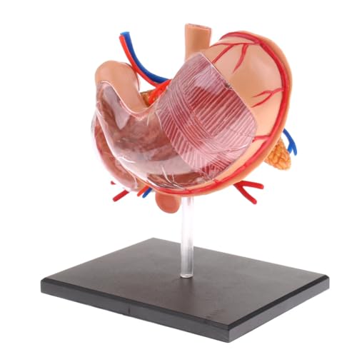 Modèle d'anatomie estomac pancréas en haute précision pour science médicale