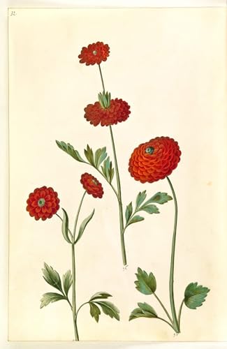 Tableau Ranunculus Asiaticus Holtzbecker : Habillez vos Murs Vides avec un Grand Poster Art