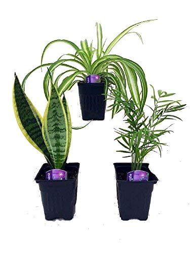 9GreenBox House Plant Collection - Parlor Palm