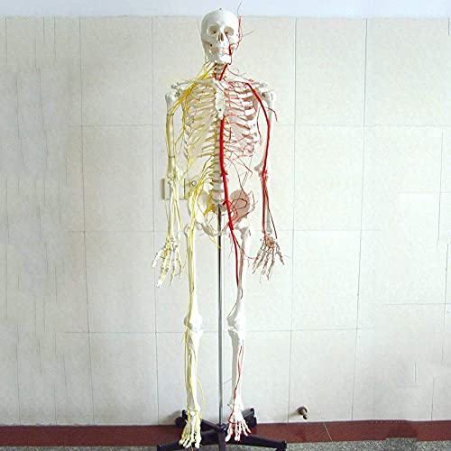 Modelo anatómico Modelo de anatomía Humano Modelo de Esqueleto Humano Esqueleto Neurovascular 67 Pulgadas Articulaciones Flexibles Flexible Columna Vertebral Visible Nervio espinal y Arteria
