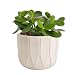 Costa Farms Jade Plant, Crassula ovuta, Live Succulent Plant, Easy to Grow, Ships in 4-Inch Grower Pot, 7-Inches Tall, 2-Pack, Fresh From Our Farm