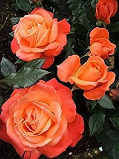 Delorea Red Rose Plant (Button Rose) Strong Stem (B096PFPT8R) Amazon Price History, Amazon Price Tracker
