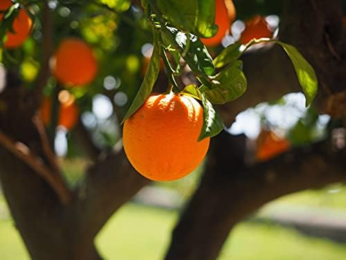 Citrus & Mediterranean Plant Potting Soil - Lemon, Orange, Palm, Olive Tree Fast Draining PureGrow® Compost - 11 Litres Hydrate at Home