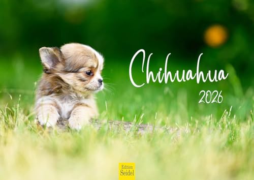Edition Seidel Premium Kalender Chihuahua 2026 Format DIN A4 Wandkalender Hundekalender Hund Welpe Hunderasse Haustier