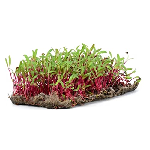 Sementes Brotos Microverdes de Beterraba Shankar (500g) ISLA