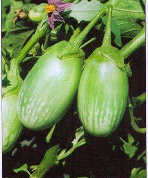 Genipap 10 piezas de semillas vegetales de berenjena