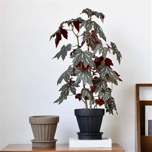 Pot de plante avec trou drainage pour éviter l'excès d'eau - 7
