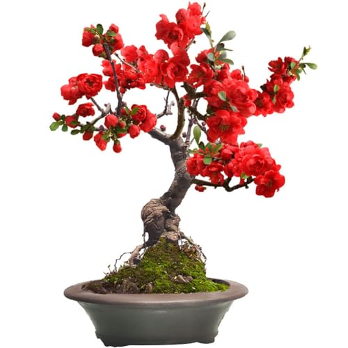Captivating Malus Spectabilis Crab-Apple and Begonia Seedlings 15-18 inch Tall Beautiful Potted Plants for Your Garden, Yard, and Home Decor