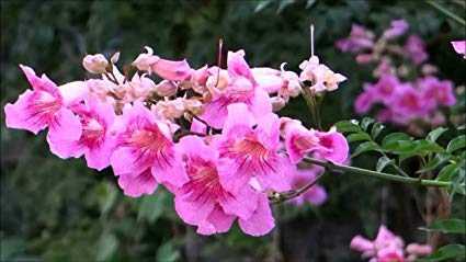 See full amazon price history chart for EdensField Tecoma Pink Live Plant/Cape Honeysuckle,Trumpet Flower Live Plant EdensField Tecoma Pink Live Plant/Cape Honeysuckle,Trumpet Flower Live Plant (B07YG9L7VL) Amazon Price History, Amazon Price Tracker