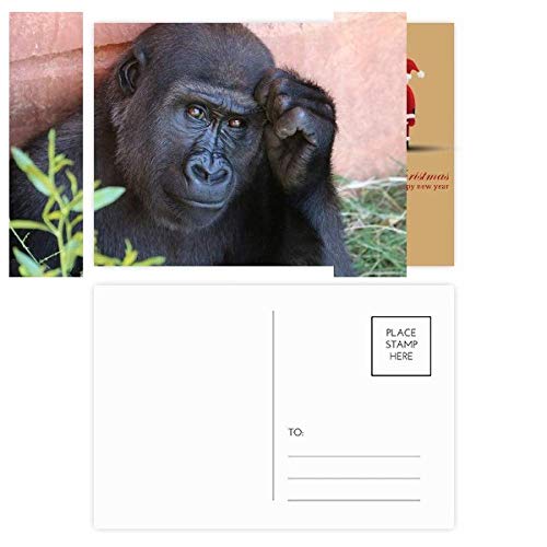 Cartes postales animaux sauvages Lot de 20 design chimpanzé du Père Noël premium
