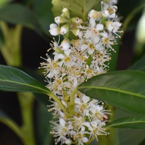 Semillas de Laurel Cerezo, semillas de laurel cerezo Prunus laurocerasus, de jardín semillas de balcón 50pcs