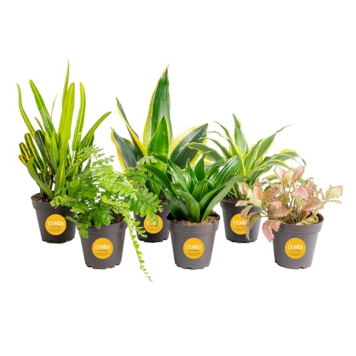 Costa Farms Live Indoor House Plants (6-Pack), Hand Selected Easy