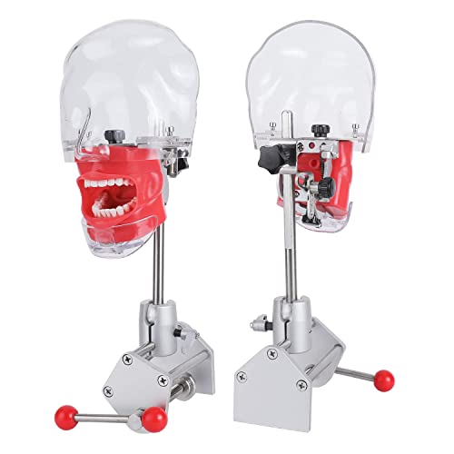 Image of DenFactory Simple Head Model Dental Simulator Phantom Manikin with Teeth for Teaching Practice Study Training Fixed on Desk