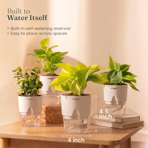 Image of Kyari Combo of 4 Indoor Plants - Jade, Green Money, Golden Money & Philodendron Oxycardium with Poetic White Self Watering Pot - Live Plants for Home Decor & Living Room - Air Purifying Plant Set